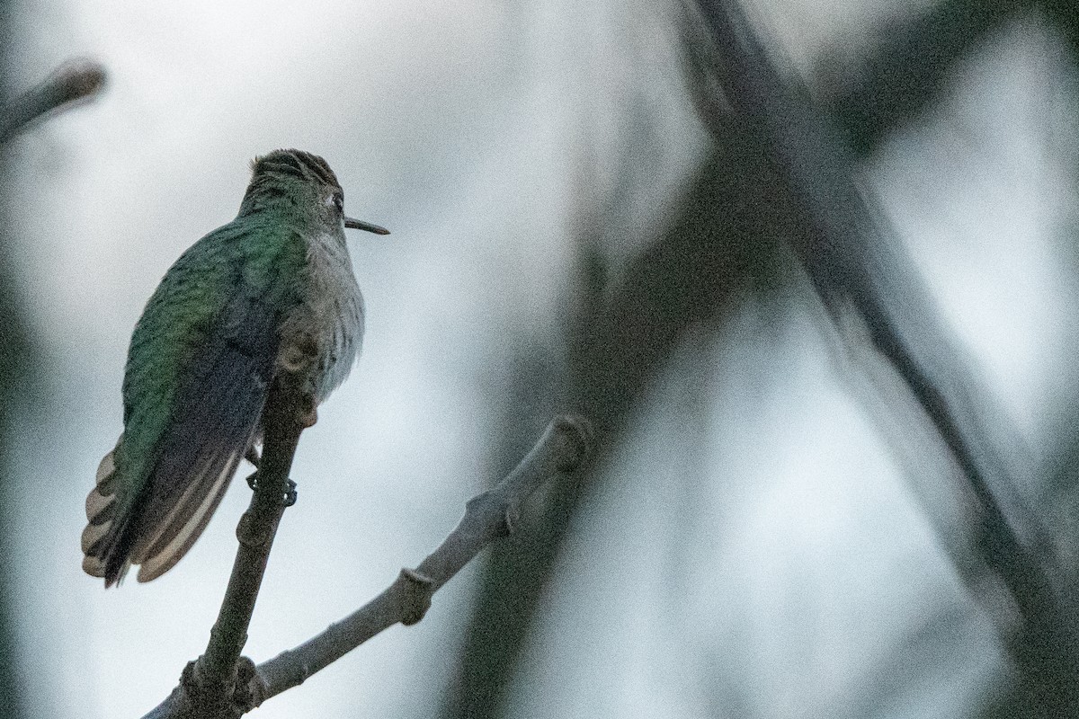 Black-chinned Hummingbird - ML610843699