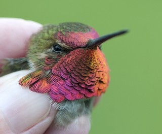 雑種 アンナハチドリ x アカフトオハチドリ - eBird