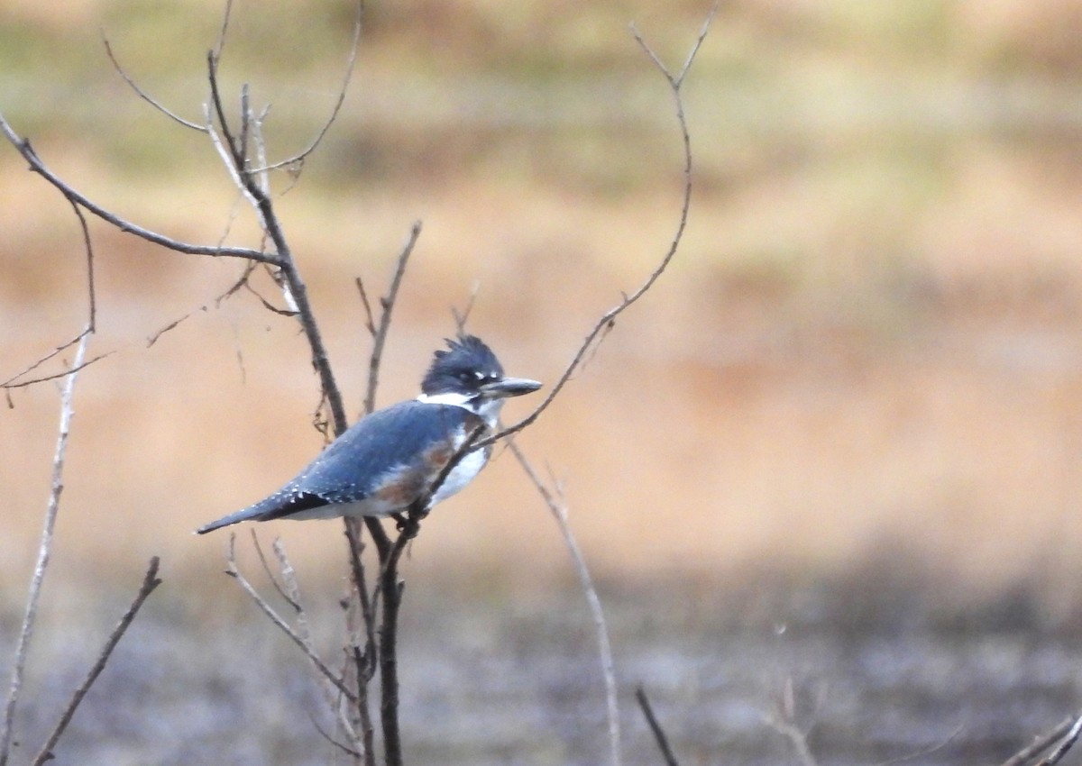 Belted Kingfisher - ML610843719