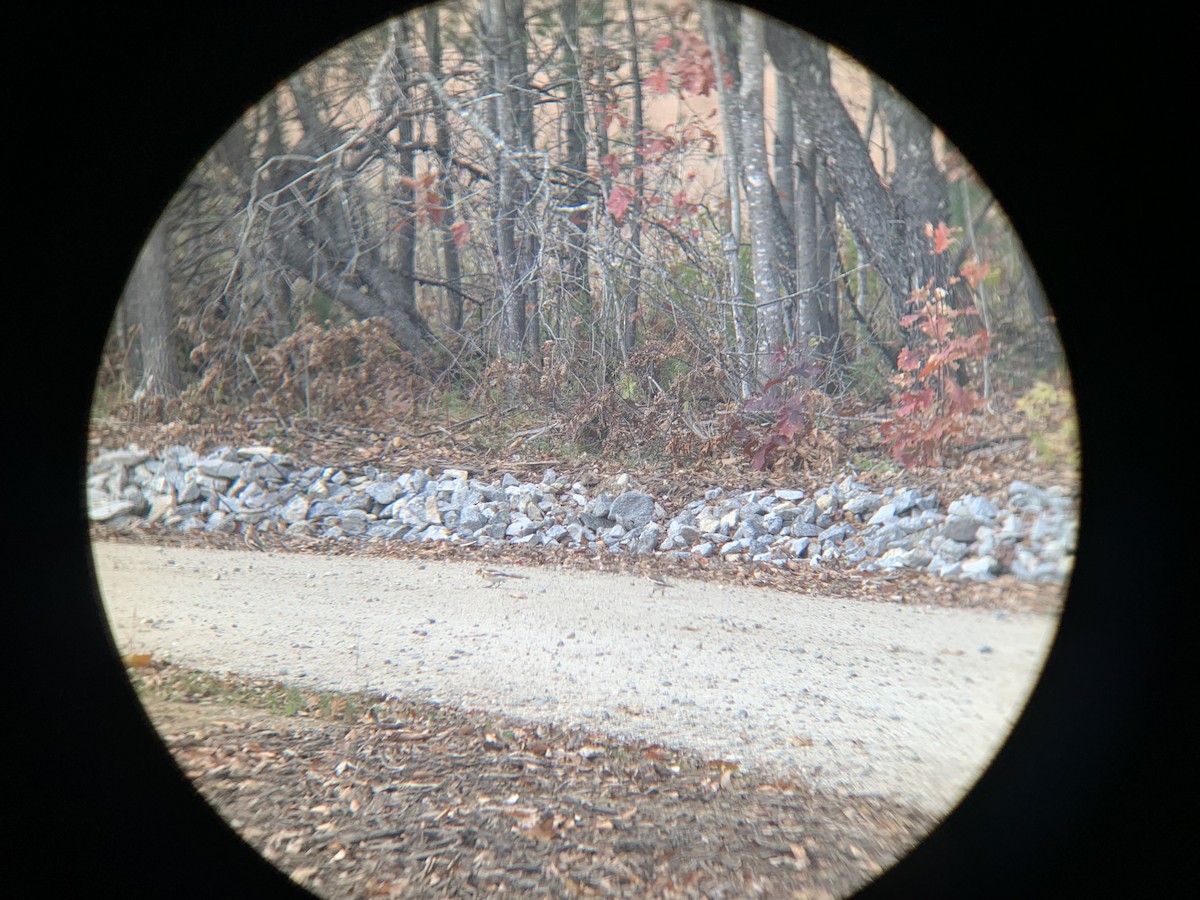 Snow Bunting - Sam Sphire