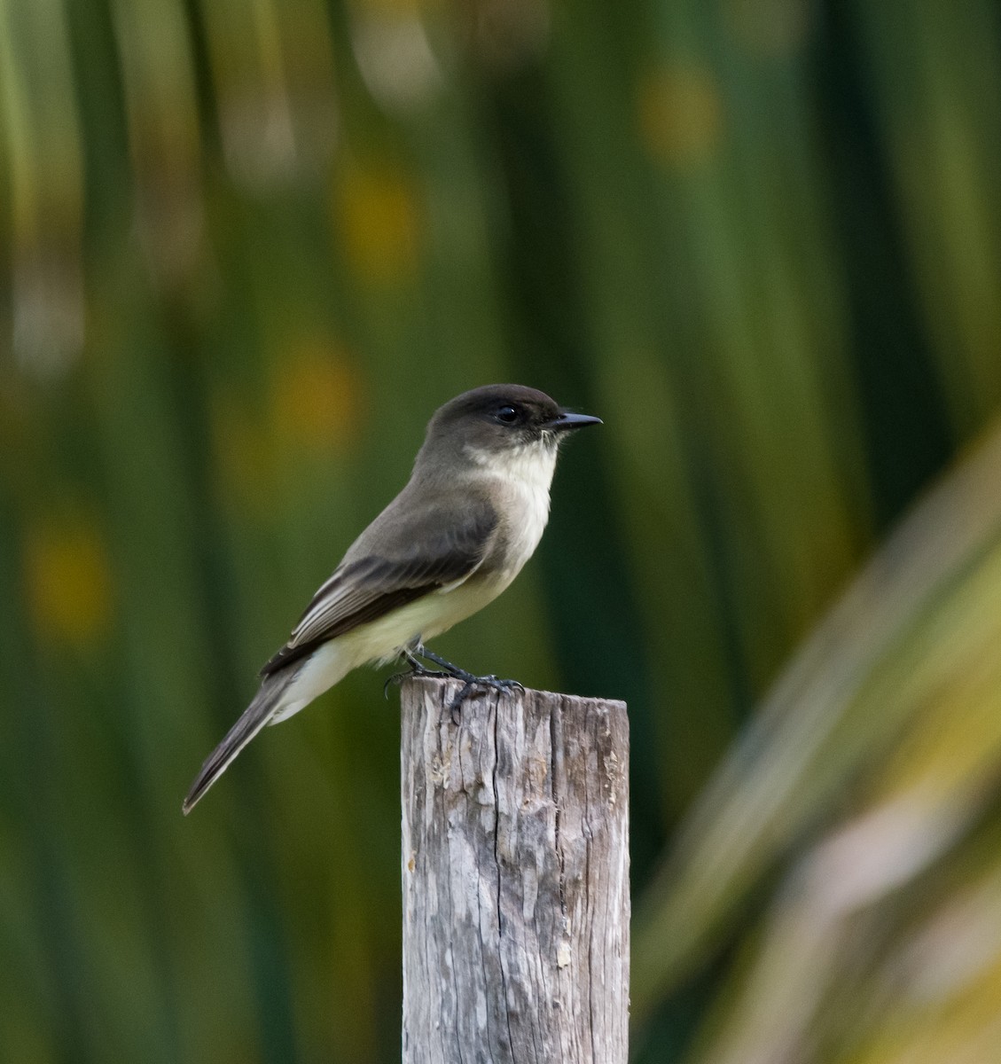 Eastern Phoebe - ML610843769