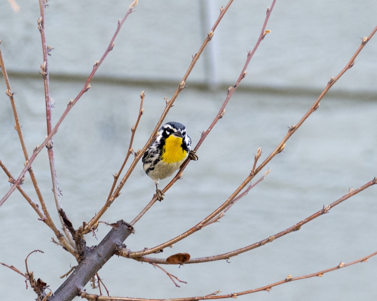 Yellow-throated Warbler - ML610843909