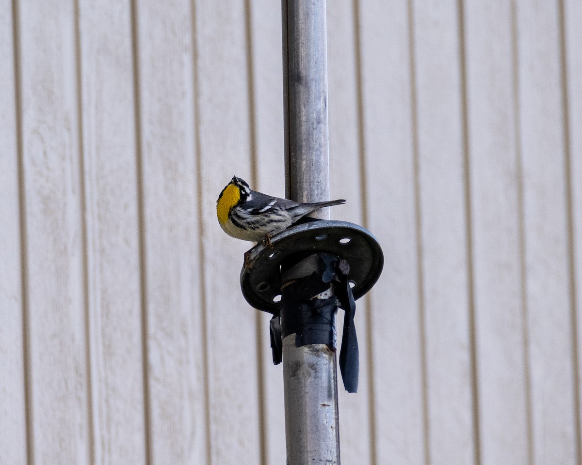 Yellow-throated Warbler - ML610843910
