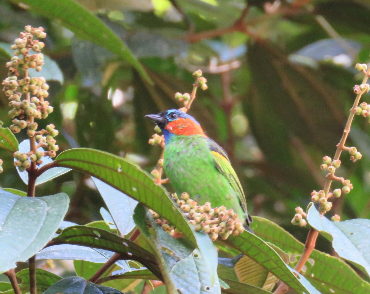 Red-necked Tanager - THOMAS KUNZE