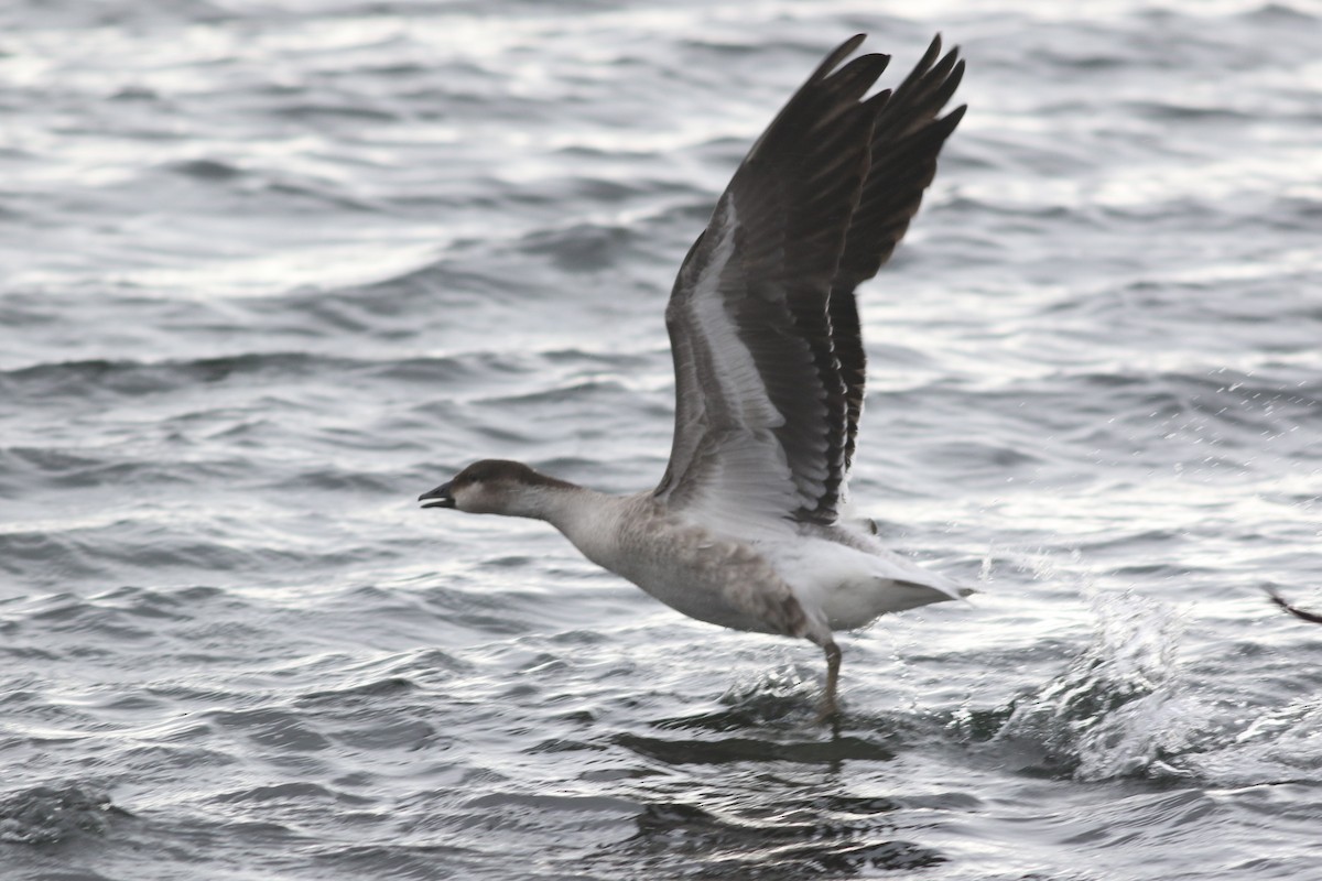 Snow Goose x Brant (hybrid) - Lily Morello