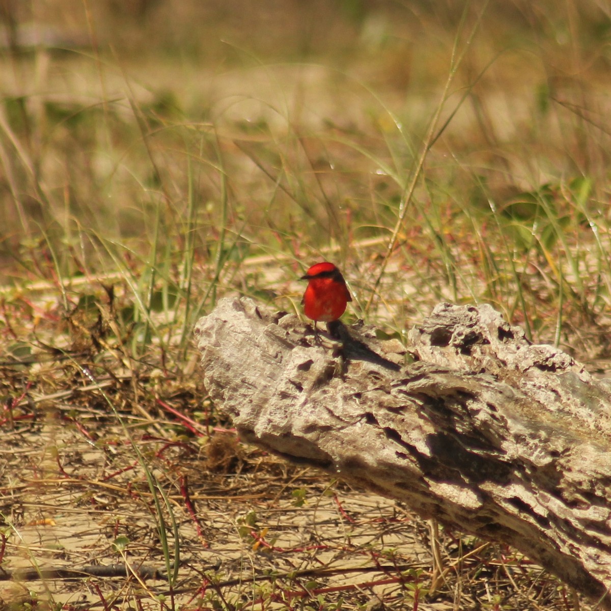 Vermilion Flycatcher (Austral) - Guillermo Andreo