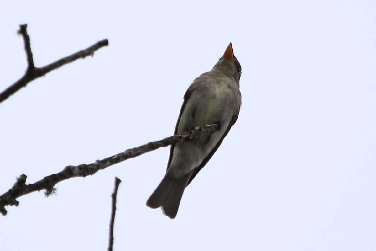 østpivi - ML610844116