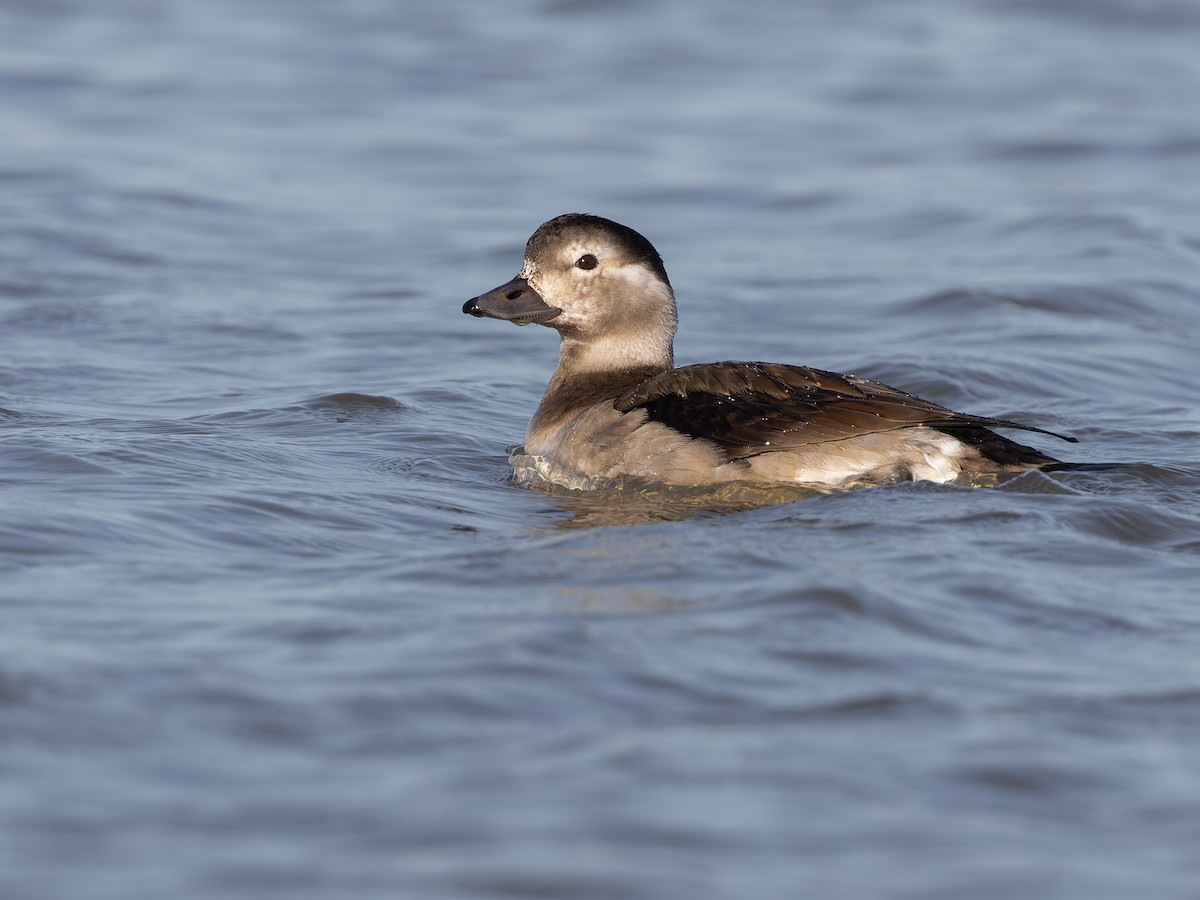 Telkuyruk - ML610844145