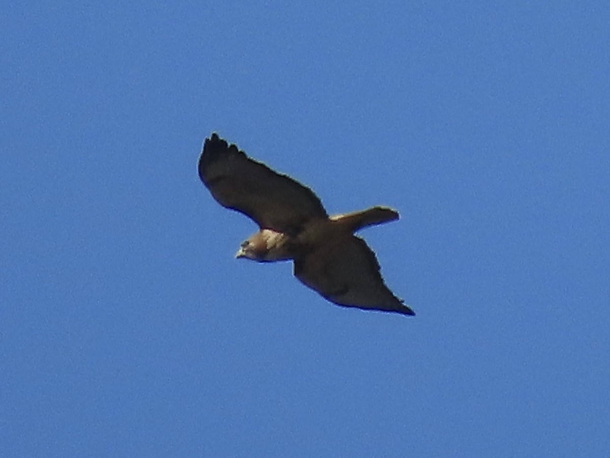 Red-tailed Hawk - Tim Carney