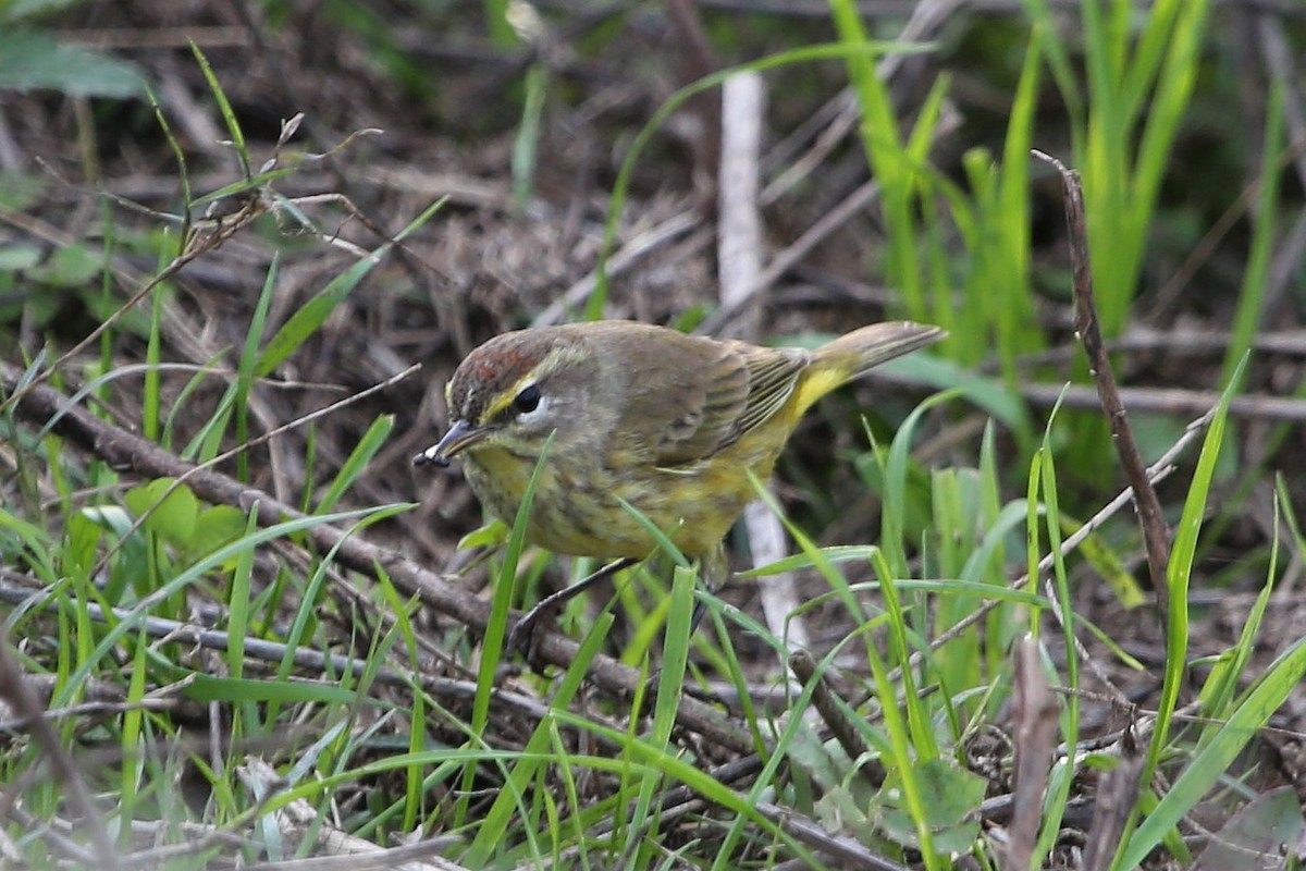 Reinita Palmera (hypochrysea) - ML610844181