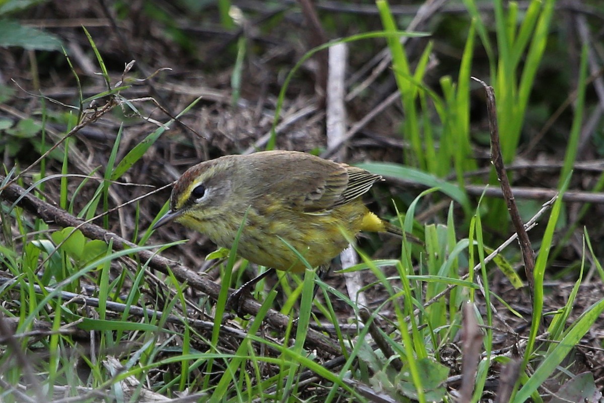 Reinita Palmera (hypochrysea) - ML610844183