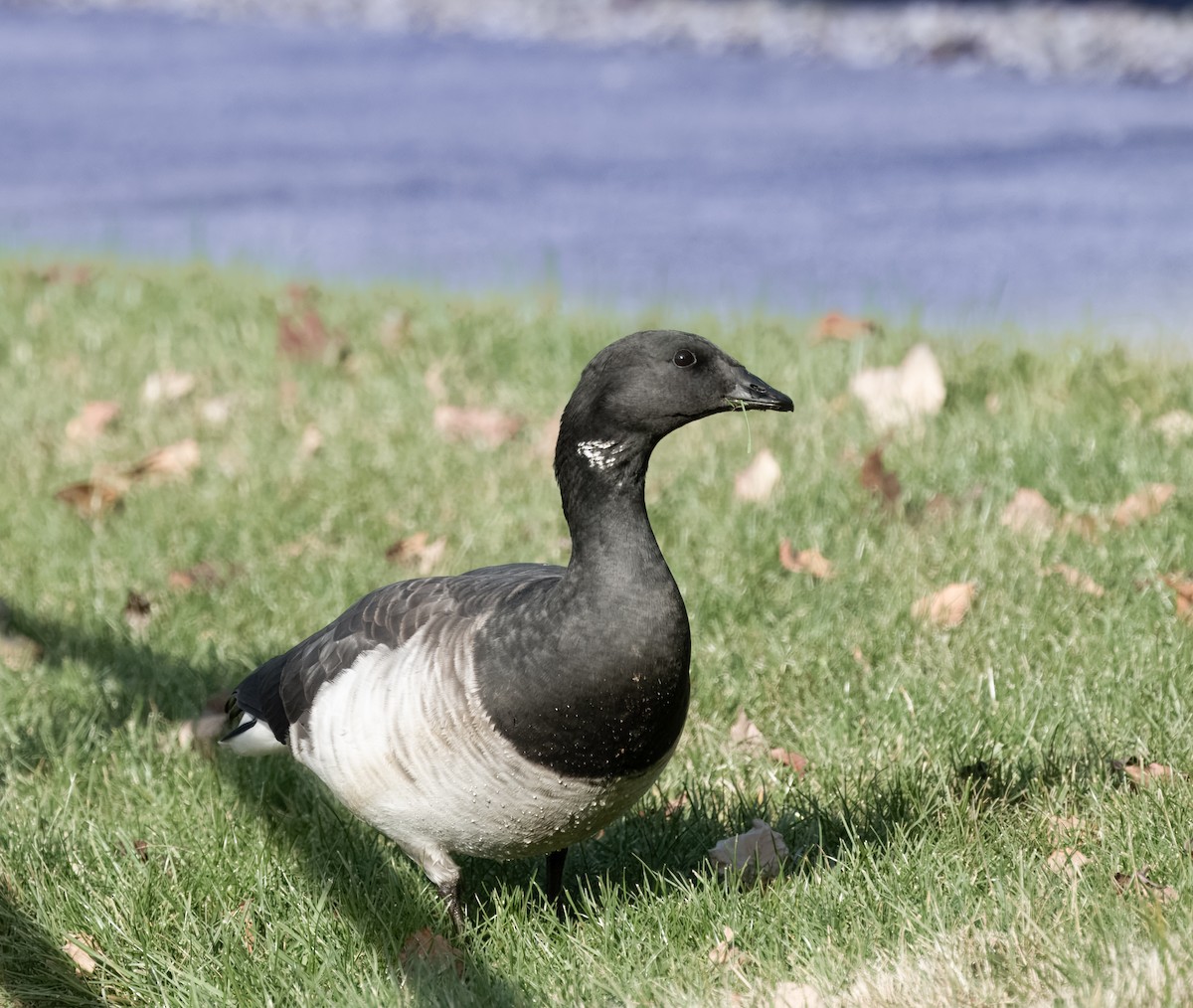 Barnacla Carinegra - ML610844184