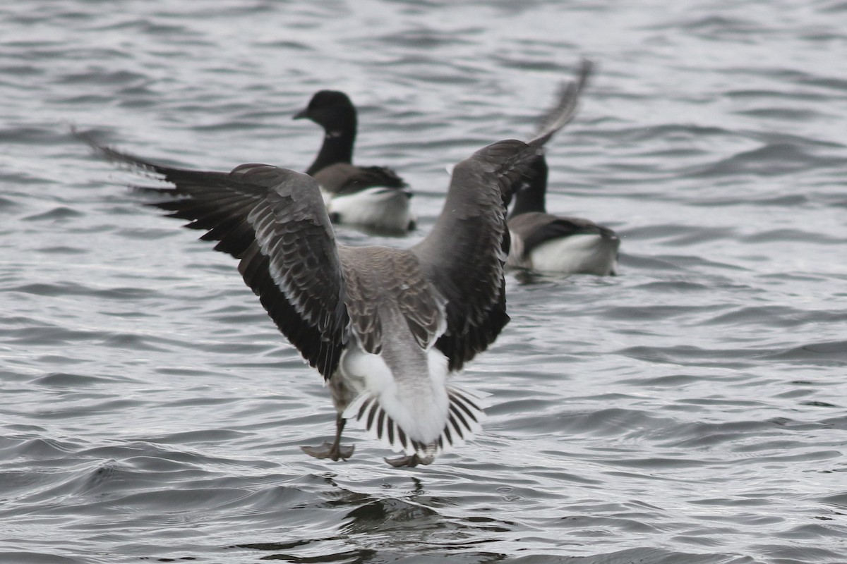 Snow Goose x Brant (hybrid) - Lily Morello