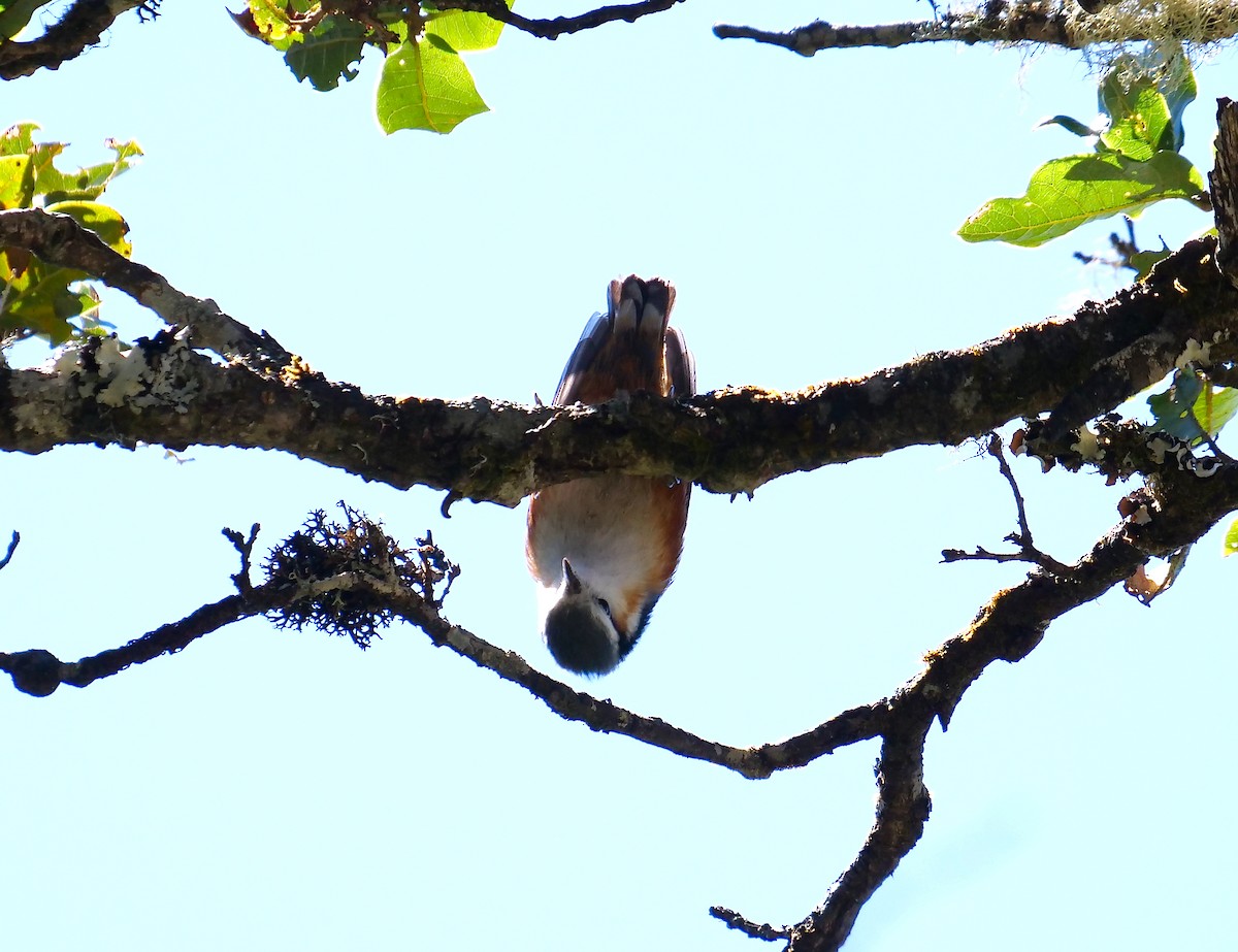 White-browed Nuthatch - ML610844206