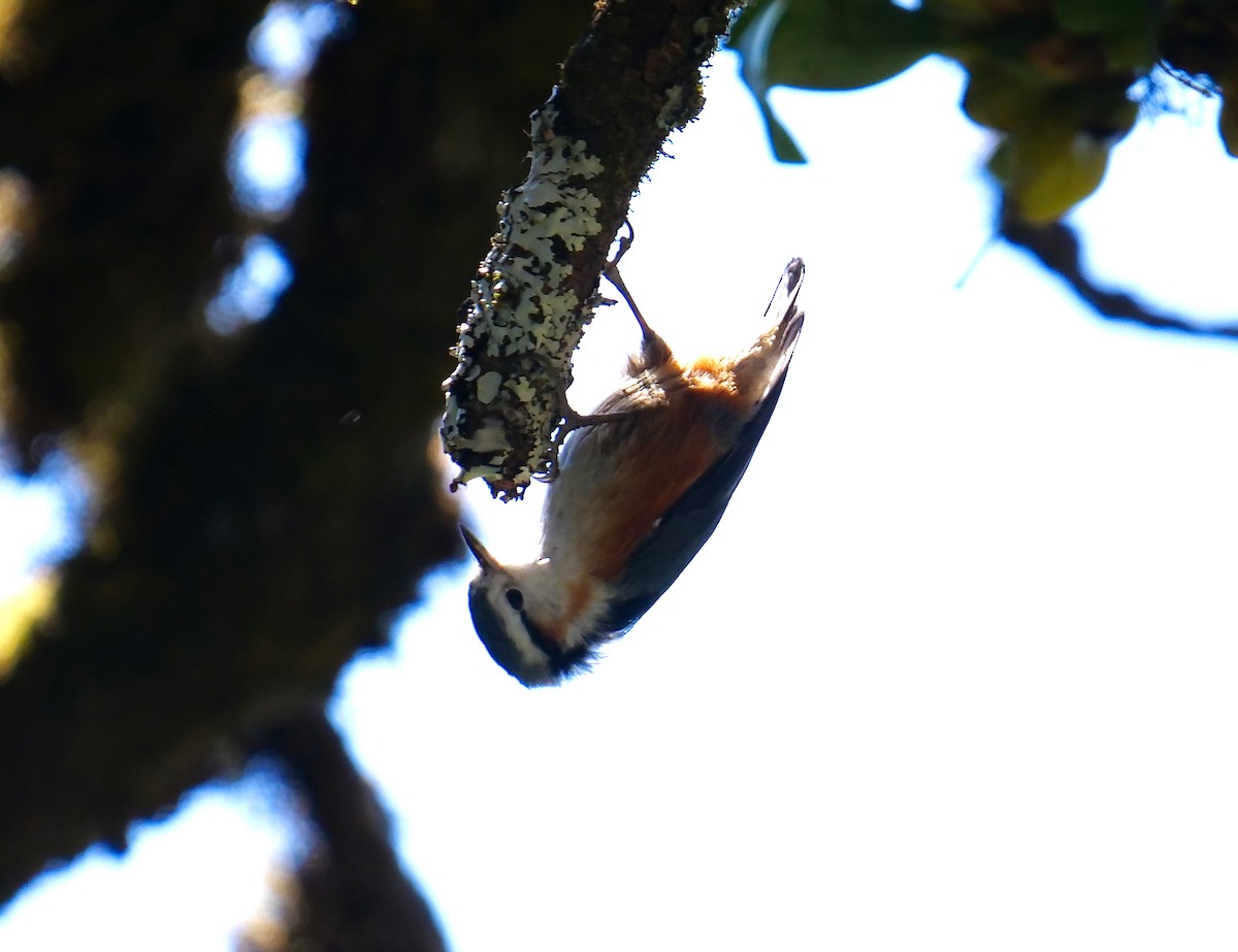 White-browed Nuthatch - Tim Boucher