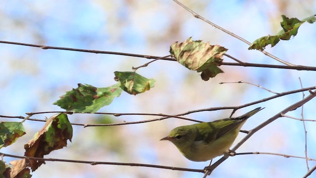 Tennessee Warbler - ML610844212