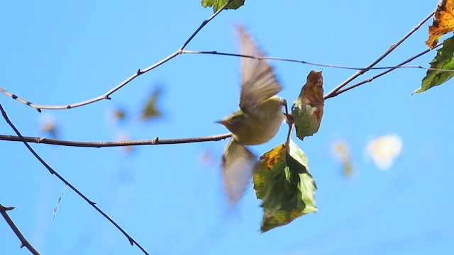 Tennessee Warbler - ML610844213