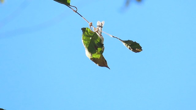 Tennessee Warbler - ML610844214