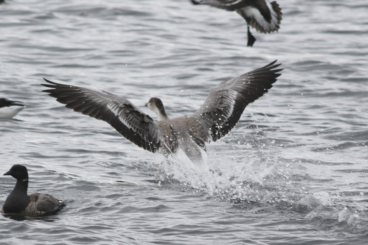 Snow Goose x Brant (hybrid) - Lily Morello