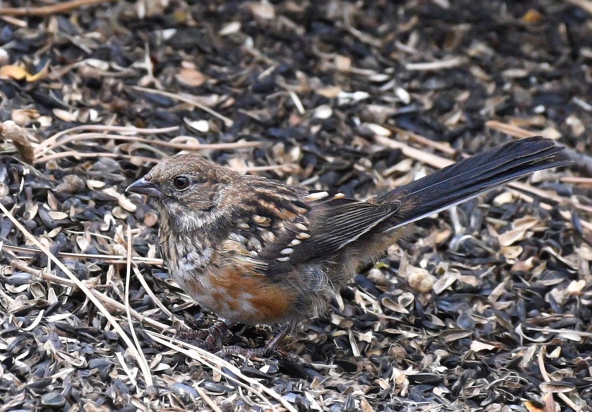 Spotted Towhee - ML610844220