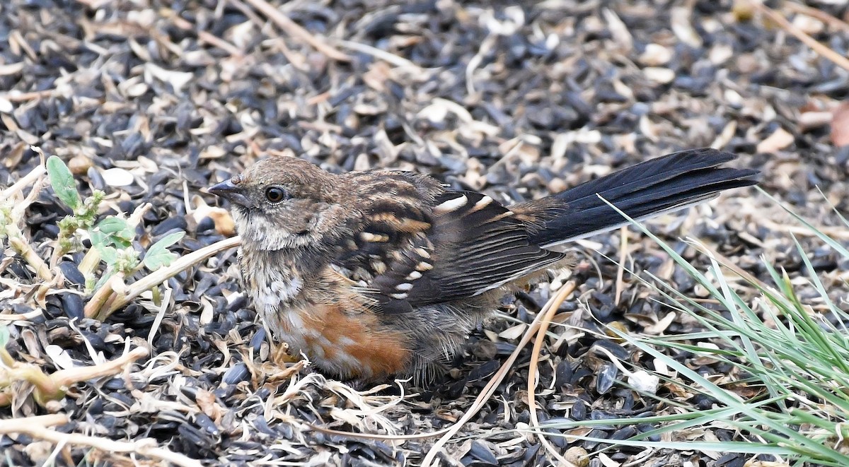 Spotted Towhee - ML610844221