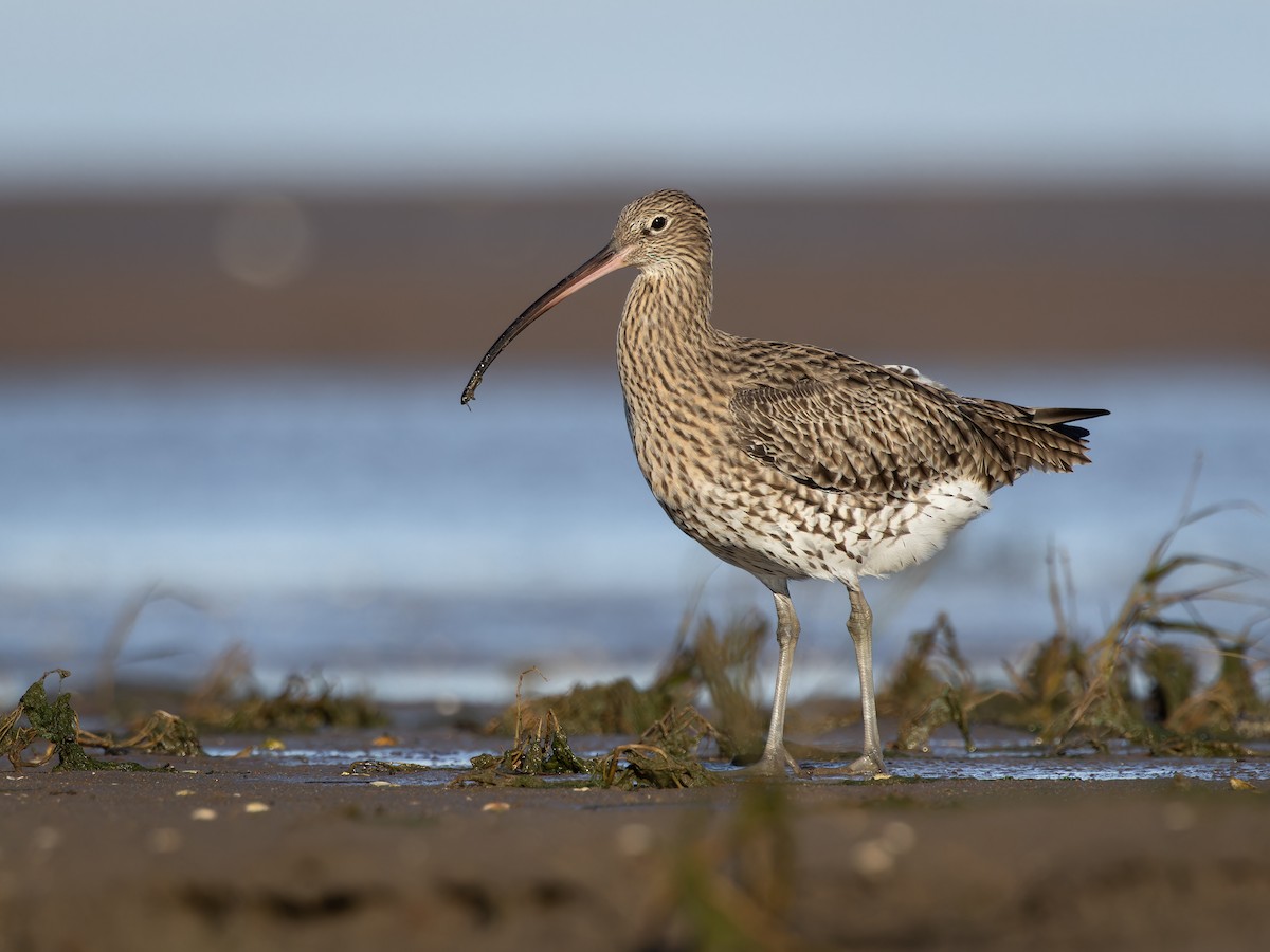 Kervançulluğu - ML610844228