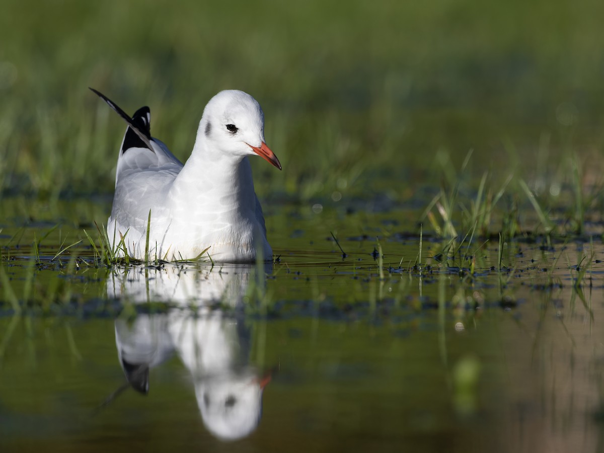Karabaş Martı - ML610844268