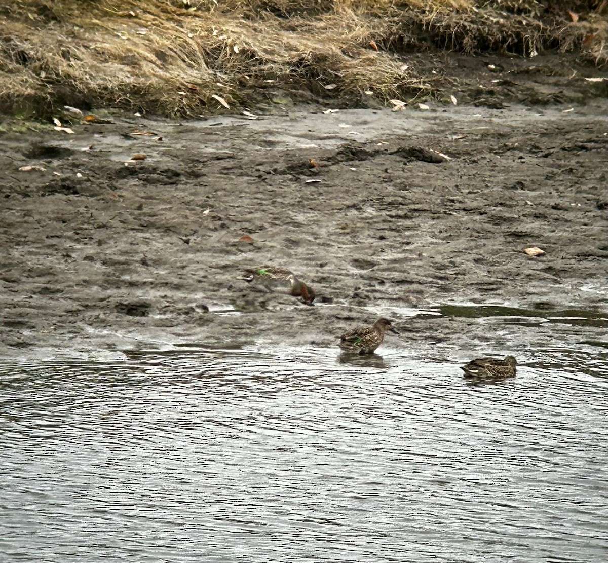 Green-winged Teal - ML610844279