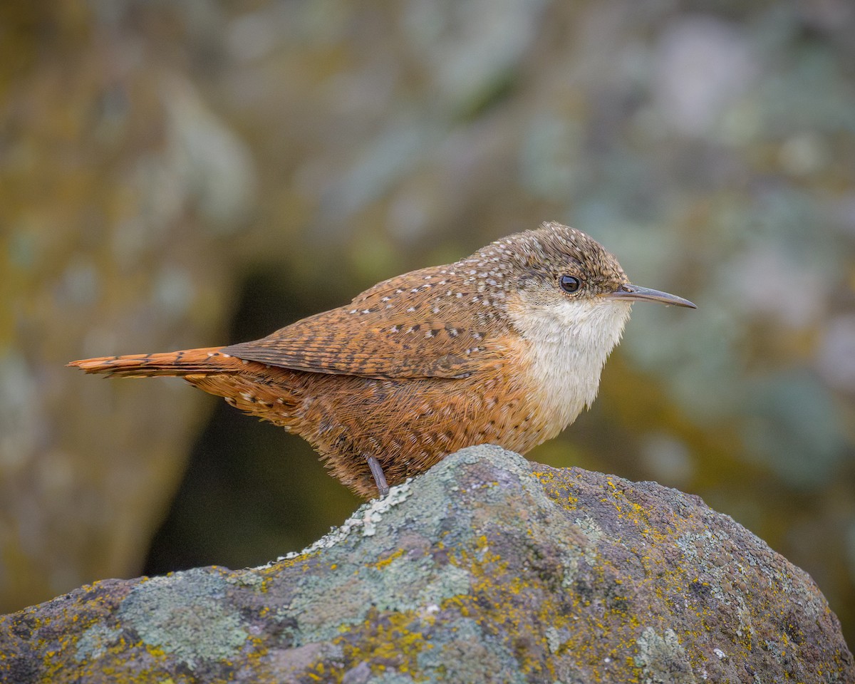 Canyon Wren - John Davis