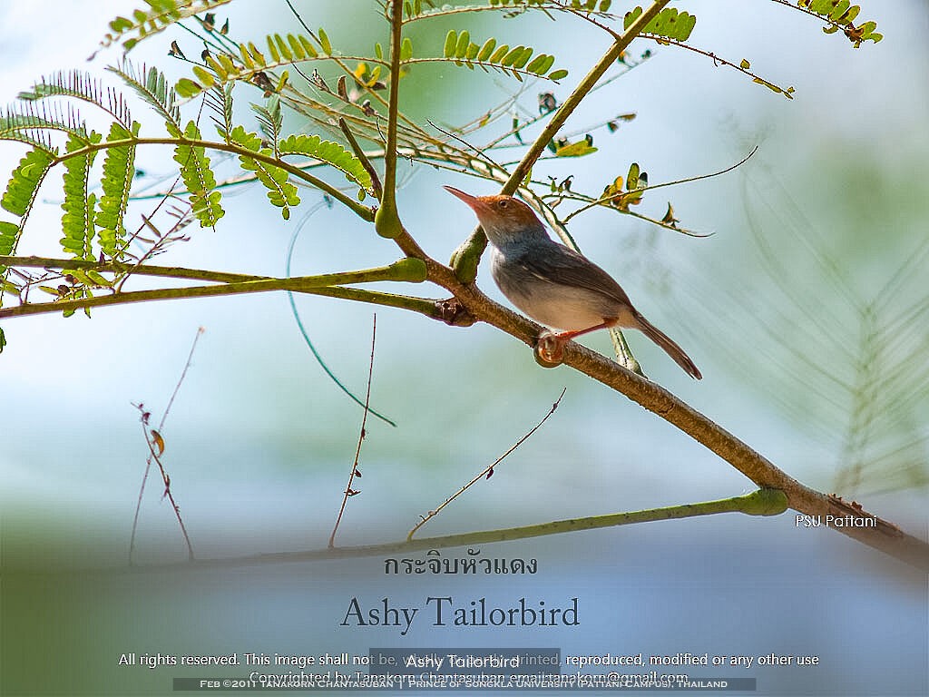 Ashy Tailorbird - ML610844291