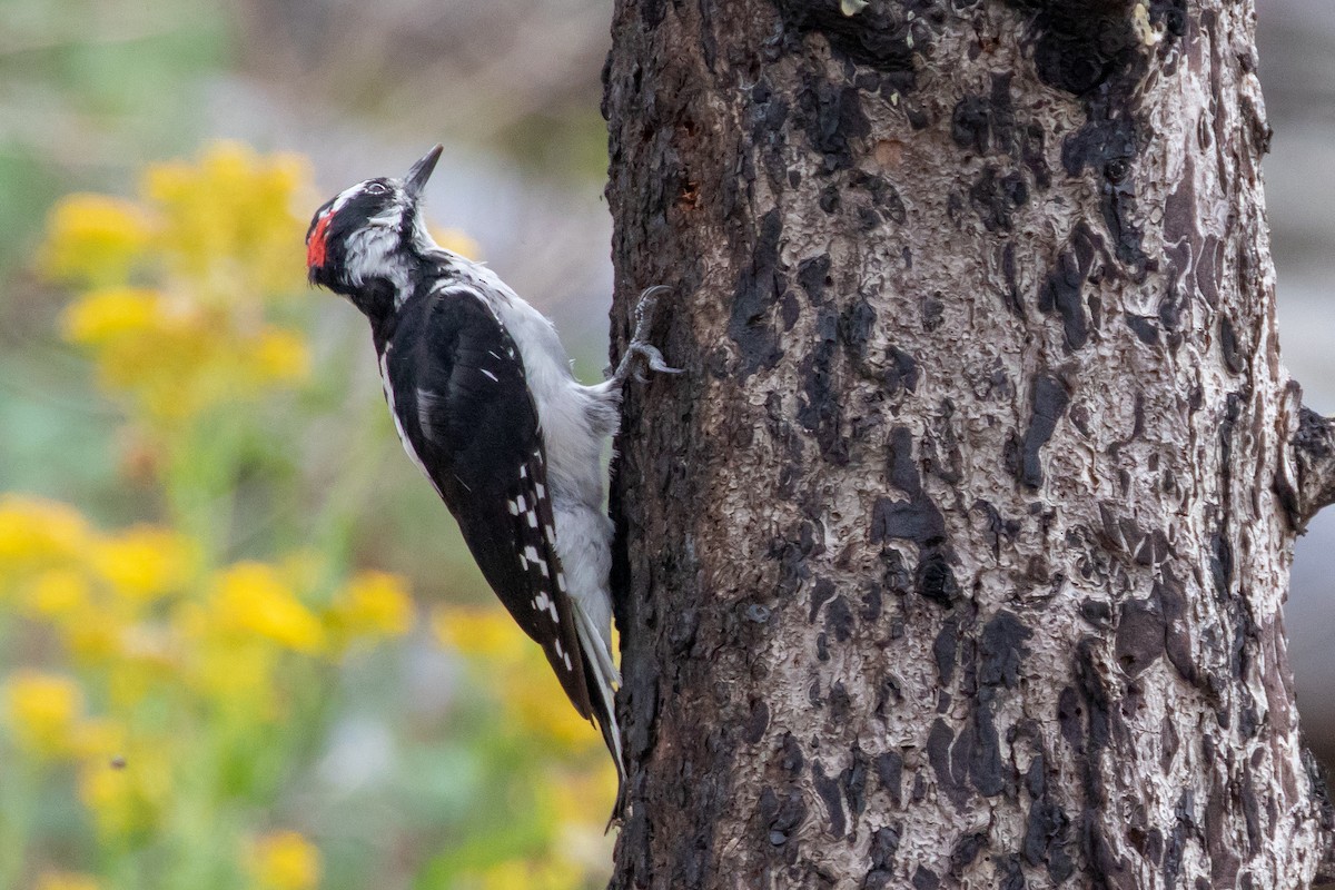 Hairy Woodpecker - ML610844433