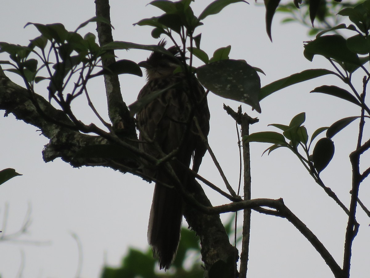 Striped Cuckoo - THOMAS KUNZE