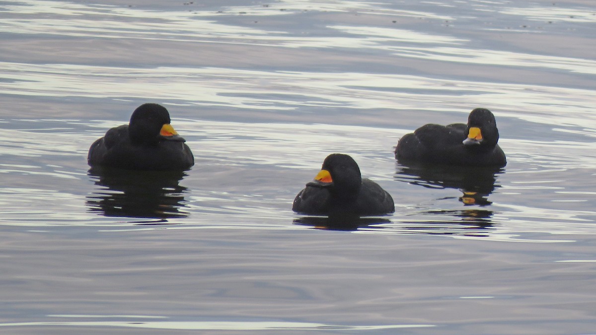 Black Scoter - Philip Taylor