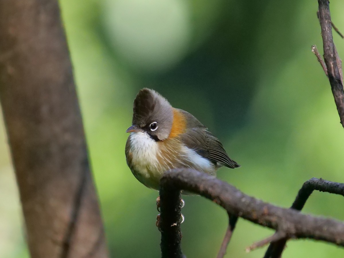 Yuhina à cou roux - ML610844502