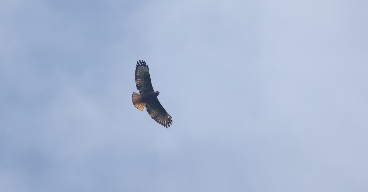 Red-tailed Hawk - ML610844526
