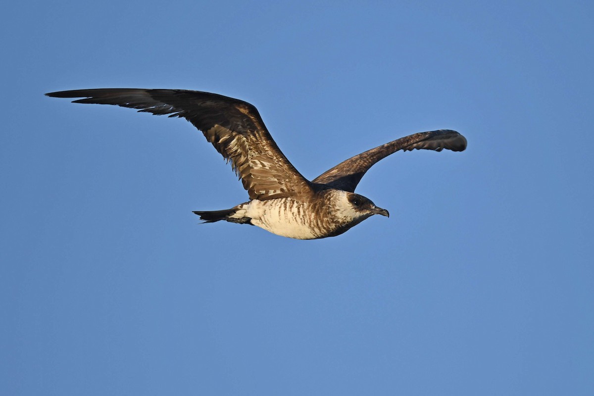 Годон хайлгана - ML610844639