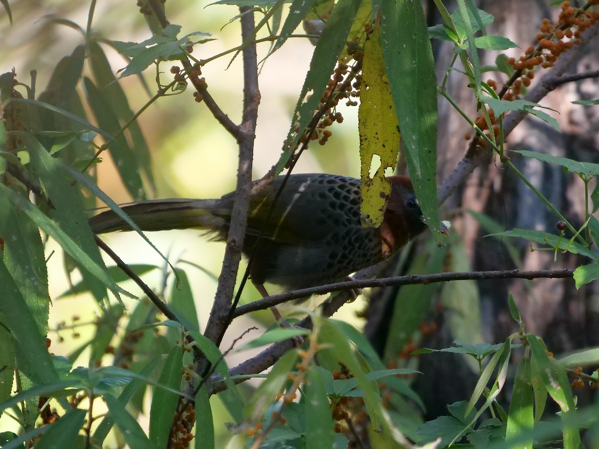 Assam Laughingthrush - ML610844669