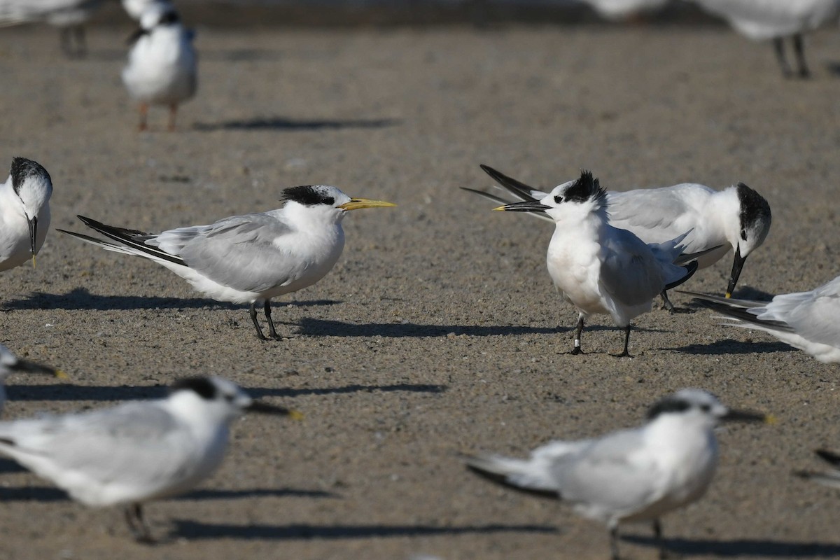 Sandwich Tern - ML610844675
