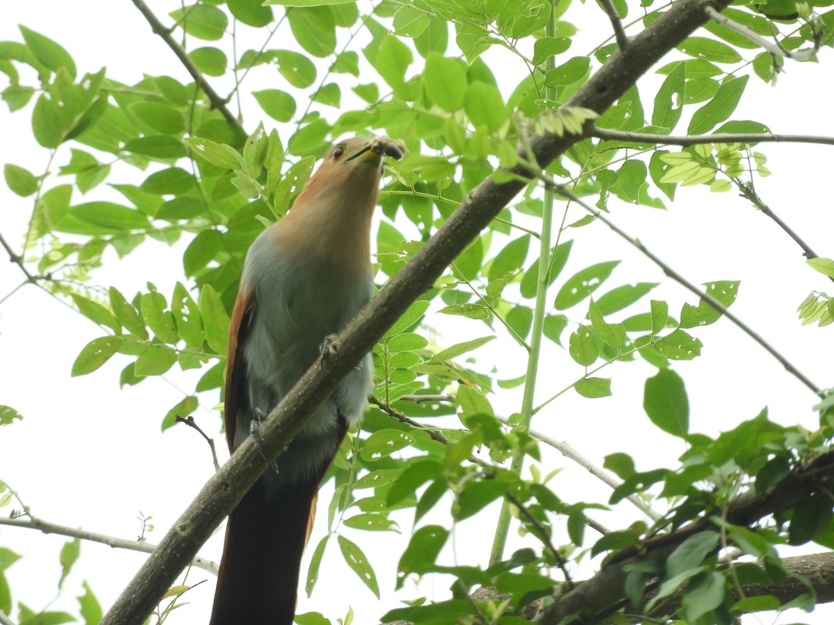 Squirrel Cuckoo - Lisandro Moran