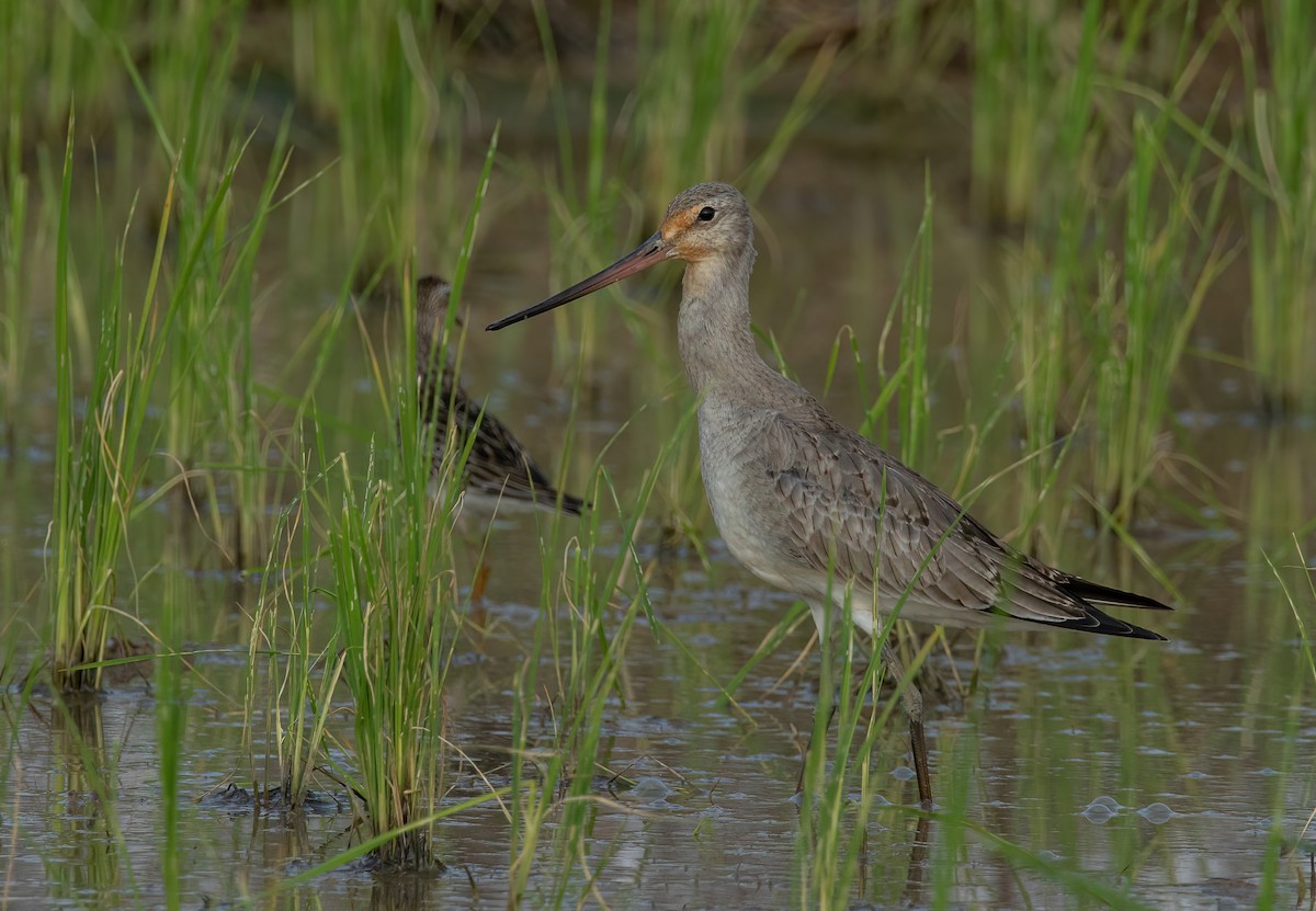 Hudsonian Godwit - Jesus Alferez