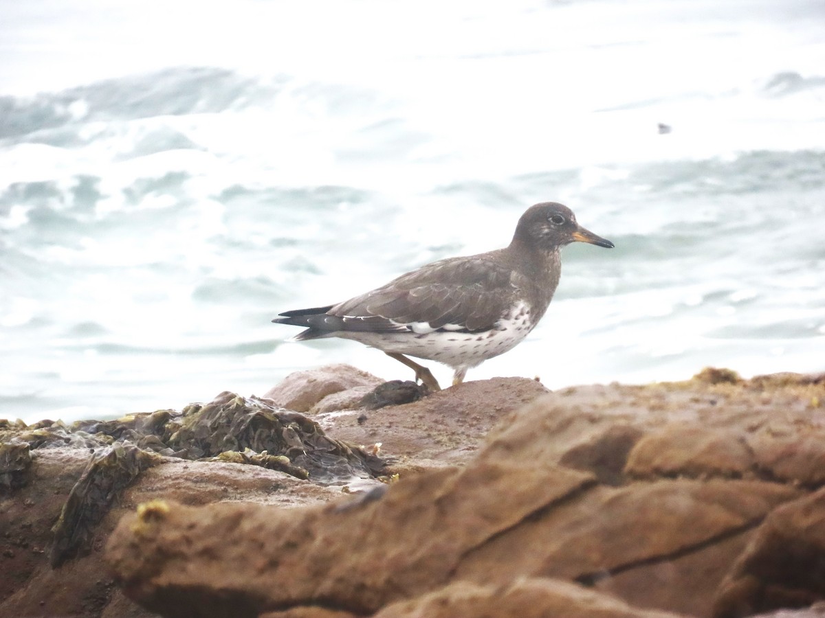 Surfbird - ML610844745