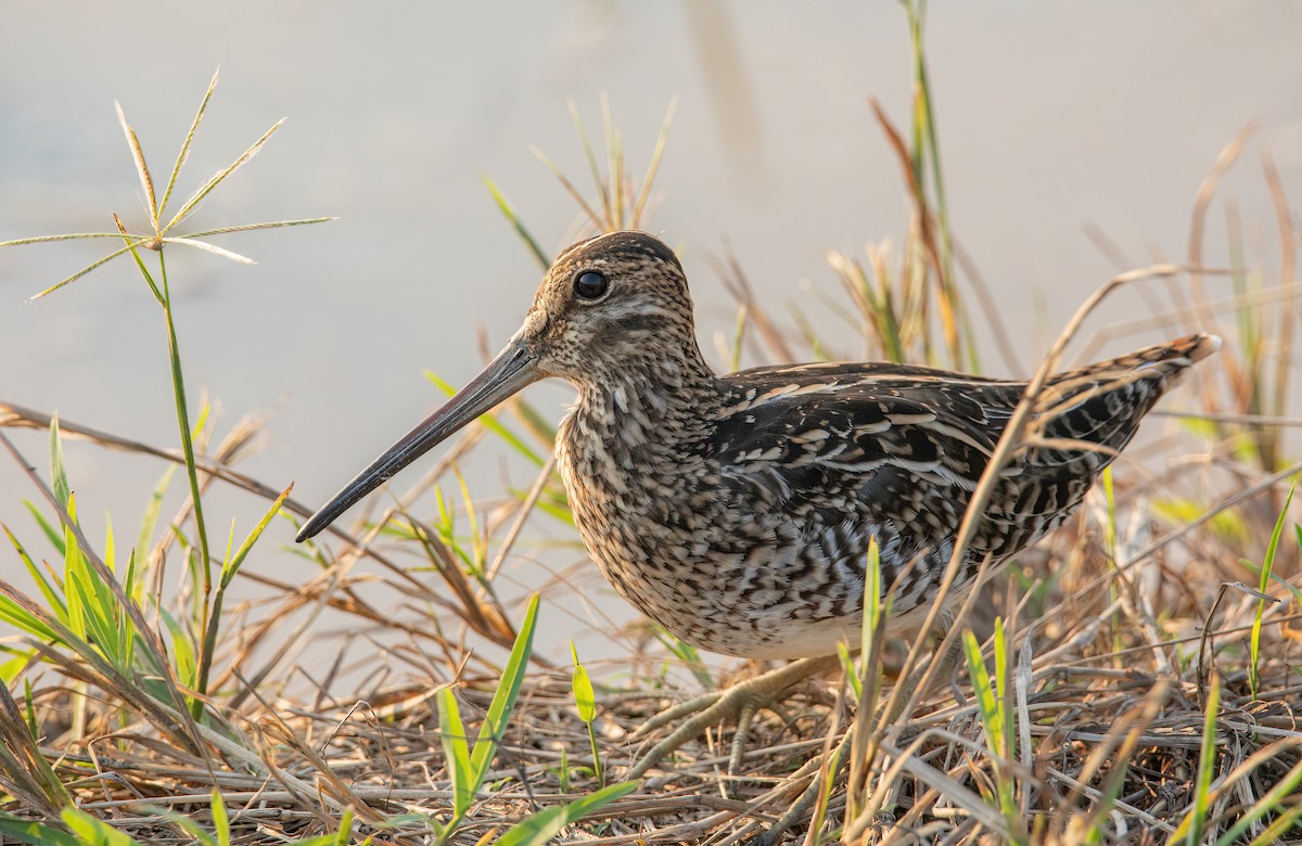 Pantanal Snipe - ML610844766