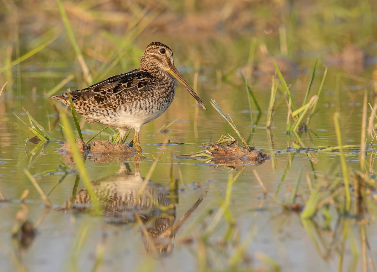 Pantanal Snipe - ML610844768