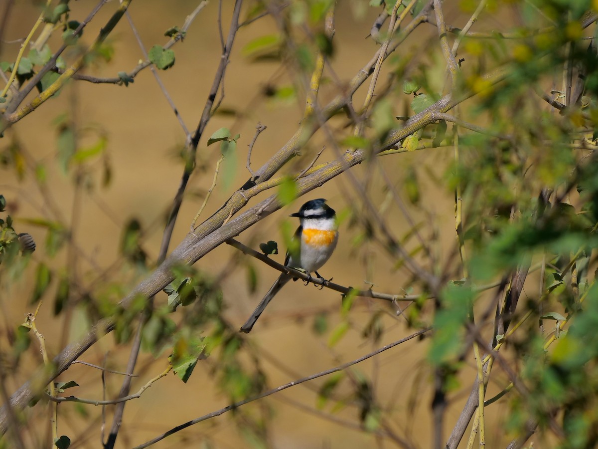 Jerdon's Minivet - ML610844772