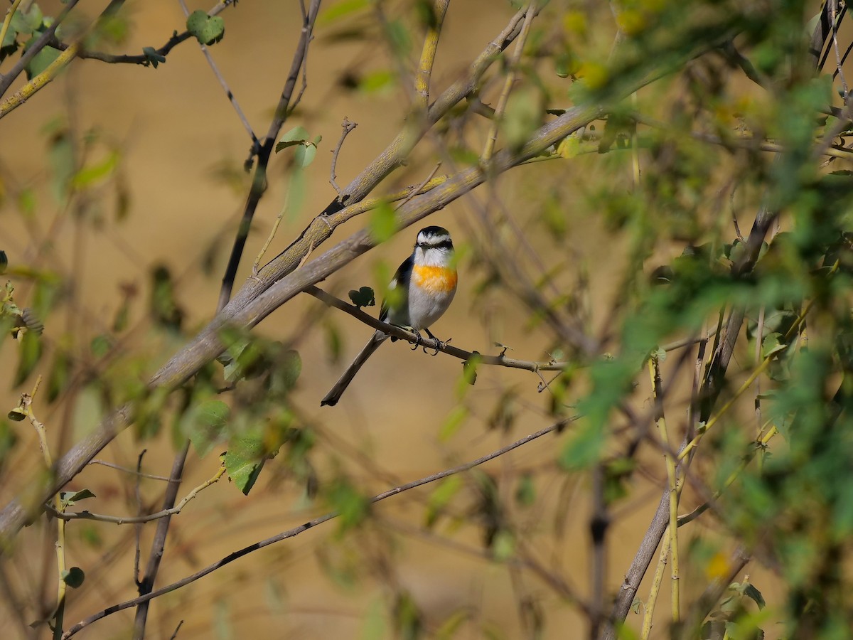 Minivet de Jerdon - ML610844773