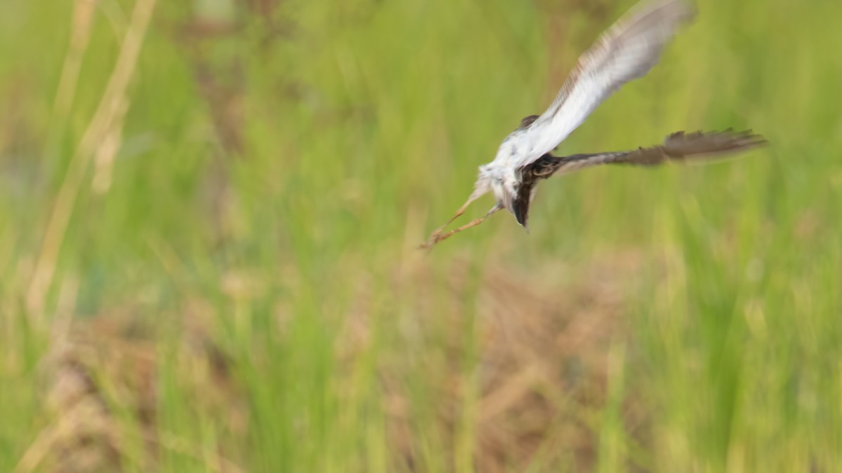 Least Sandpiper - ML610844778