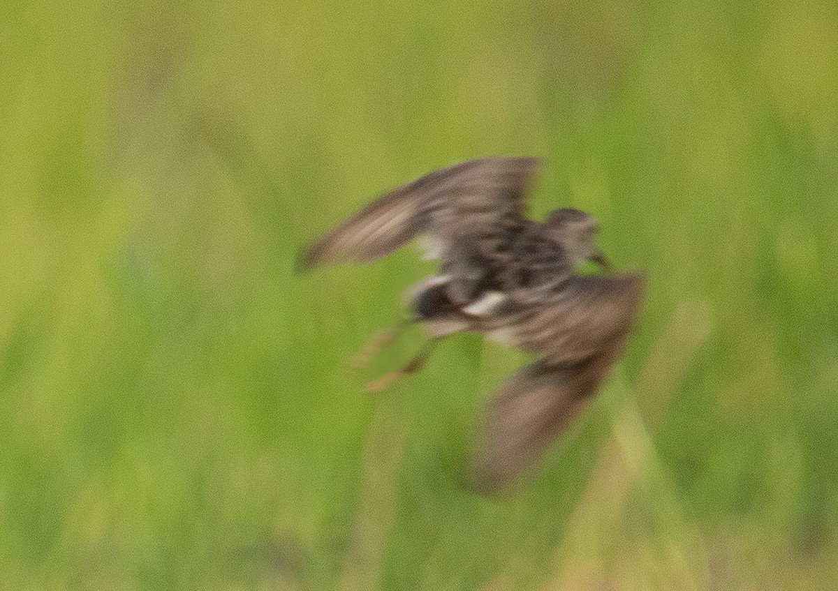 Least Sandpiper - ML610844779