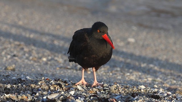 Black Oystercatcher - ML610844785