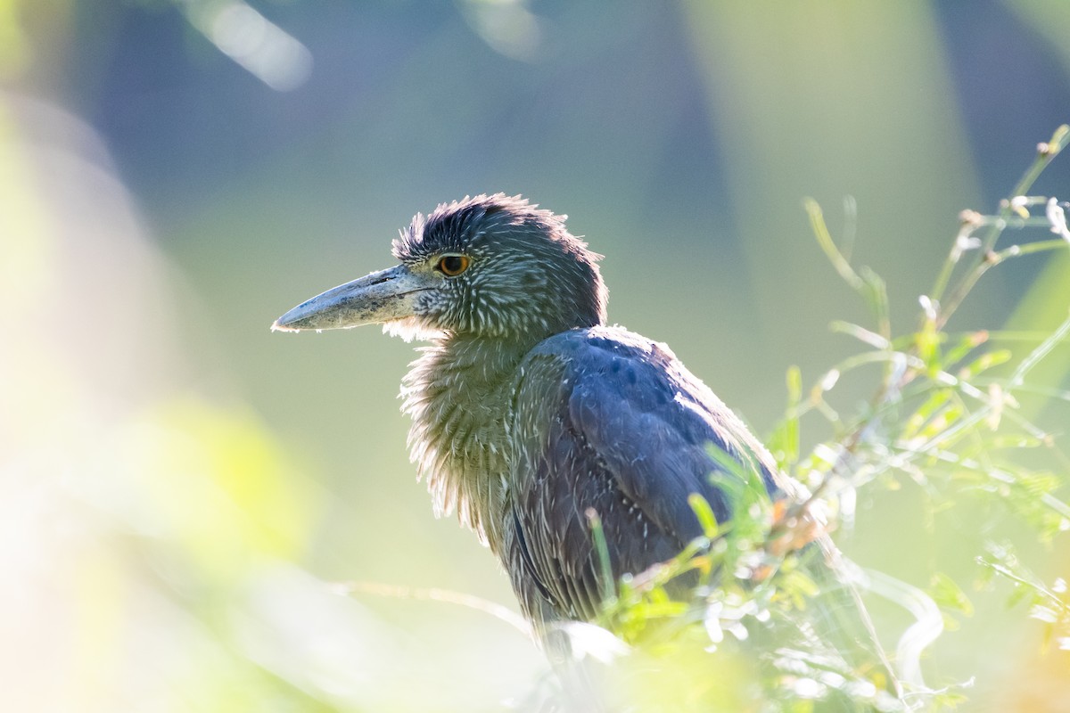 Yellow-crowned Night Heron - Joseph Phipps