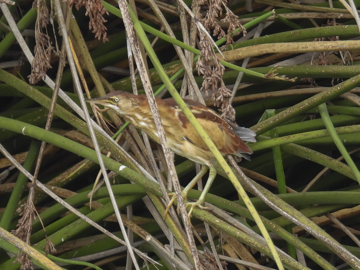 Least Bittern - ML610844807